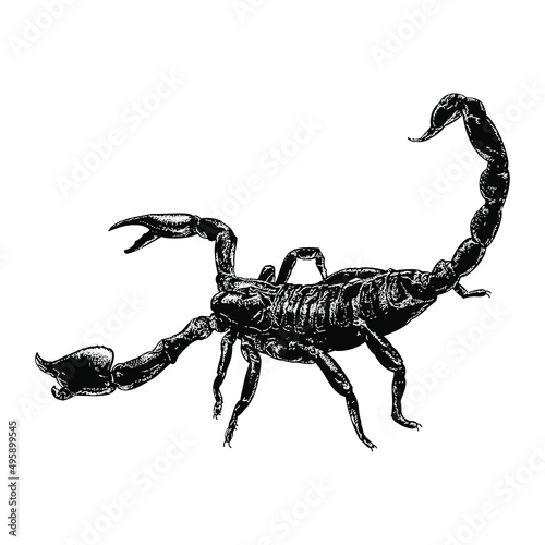 scorpion illustration isolated on white background