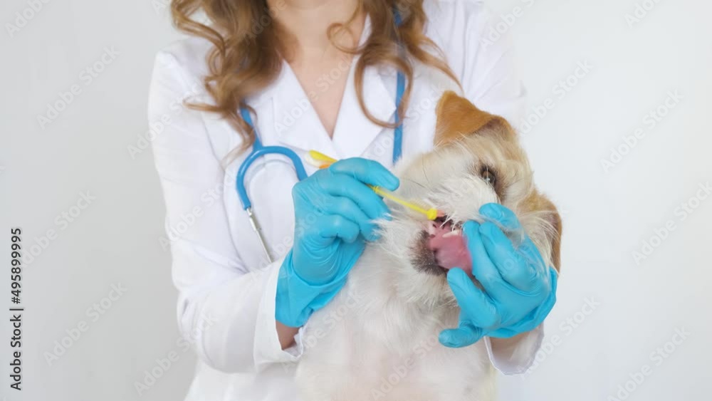 The doctor cleans the teeth of the Jack Russell Terrier from dirt and plaque. Open mouth of a dog. Procedure in dentistry. White background The doctor cleans the teeth of the Jack Russell Terrier from dirt and plaque. Open mouth of a dog. Procedure in dentistry. White background
