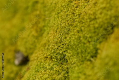 A bed of moss in the New Forest UK
