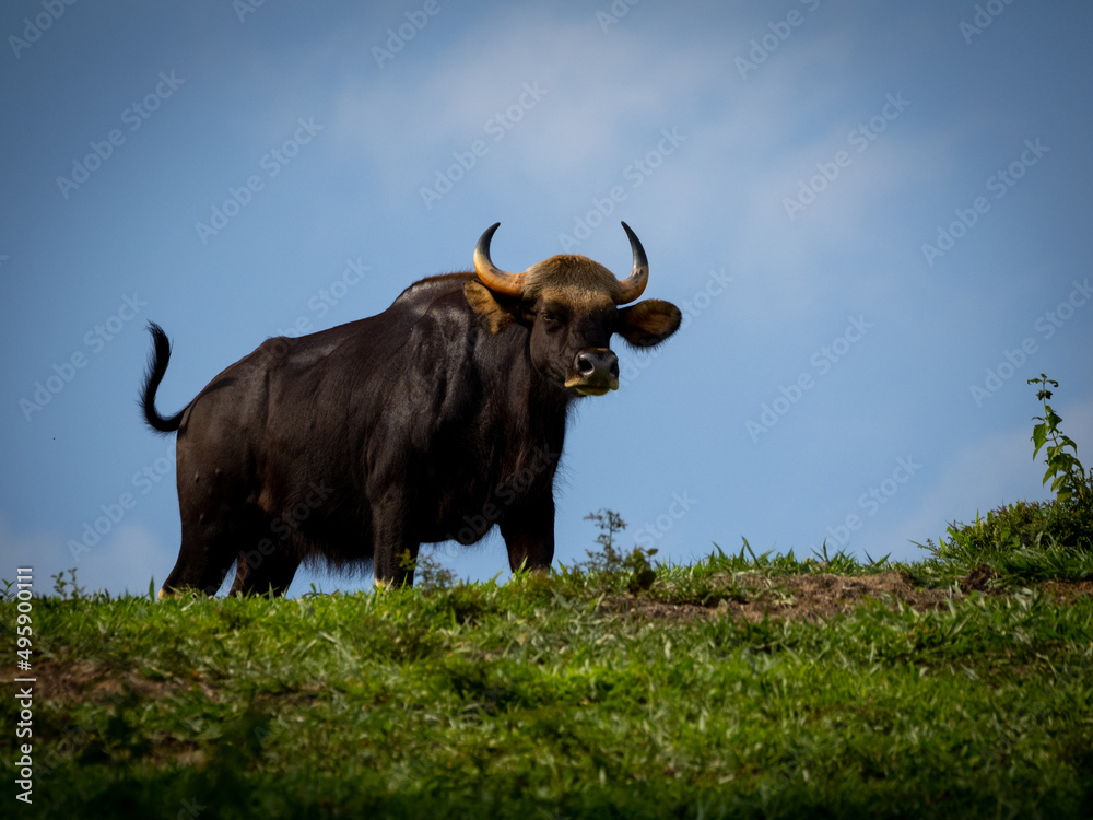 The Gaur, which is also known as the Indian bison, is a bovine native to South and Southeast Asia. It is the largest species among the wild cattle. The Gaur, which is also known as the Indian bison, is a bovine native to South and Southeast Asia. It is the largest species among the wild cattle.