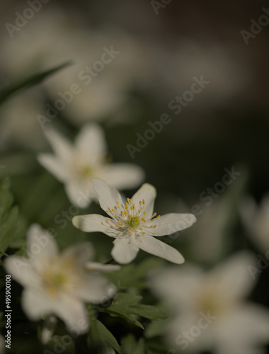 Wood anemone blooming in Spring in UK woodland