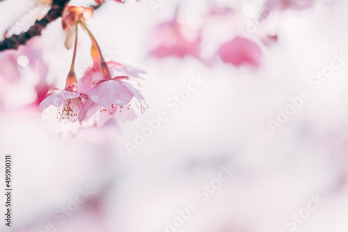 満開の河津桜と晴れ