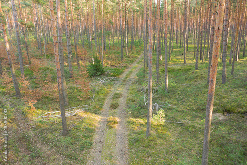Fototapeta Naklejka Na Ścianę i Meble -  Gruntowa droga w sosnowym lesie. Widok z drona.