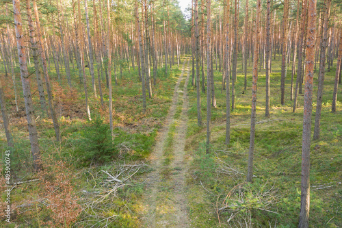 Gruntowa droga w sosnowym lesie. Widok z drona. © boguslavus