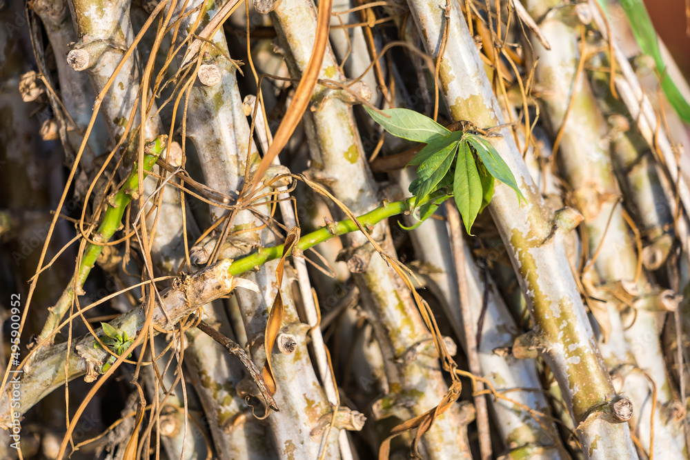 Bundle of stems of cassava.Grow cassava. preparing for Cassava field planting, Bunches of breeding sapling of cassava in plant