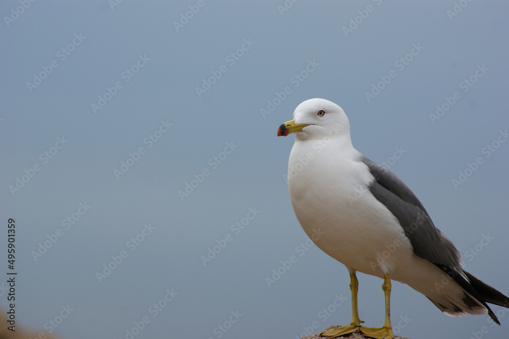 A seagull is standing against the sky. A seagull is standing against the sky.
