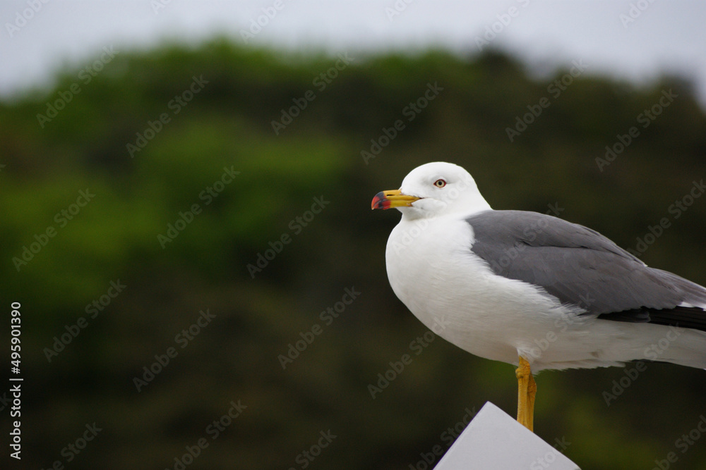 A seagull against the backdrop of a green mountain. A seagull against the backdrop of a green mountain.