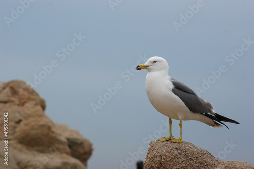 The profile of a seagull standing on a rock.