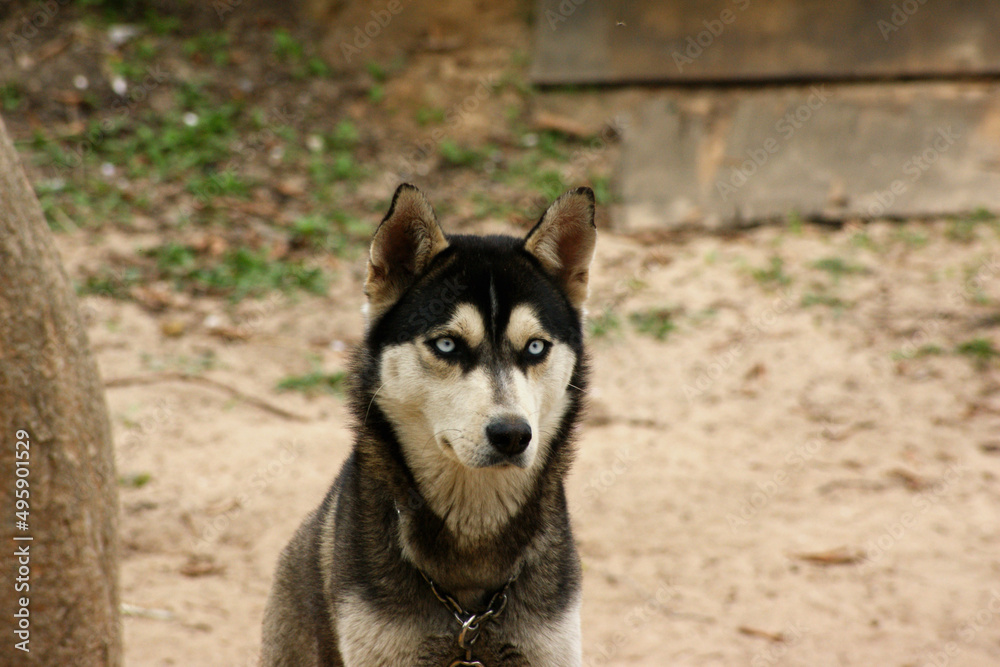 Siberian Husky with Blue Eyes