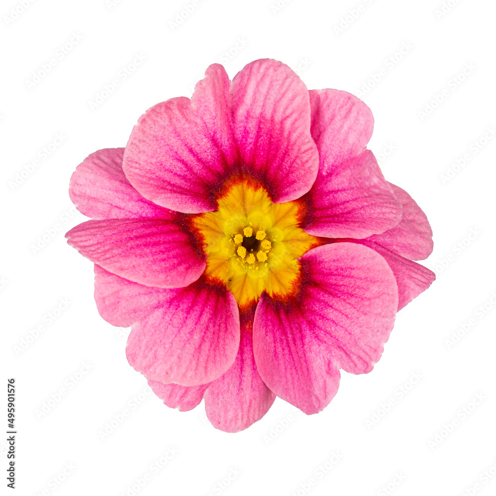 Top view of single pink fuchsia Primula Vulgaris flower. Isolated on a white background. Top view of single pink fuchsia Primula Vulgaris flower. Isolated on a white background.
