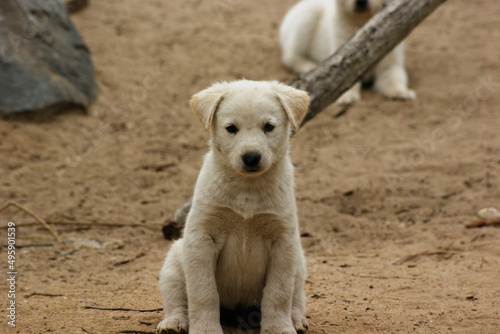 A white puppy is sitting down.