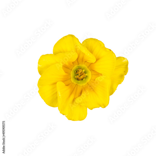 Top view single flower on white background