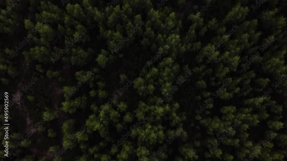 Drone Shot (moving forwards) of Small Pine Forest with Hilly Landscape and Dark Clouds Drone Shot (moving forwards) of Small Pine Forest with Hilly Landscape and Dark Clouds