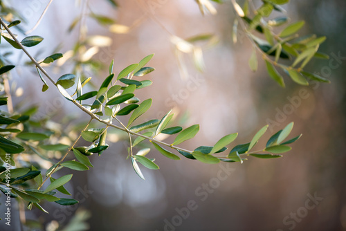 olve tree braanches on the tree. natutal image. easter.