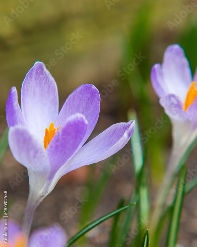 Spring flower card for Mother's Day delicate crocus flowers small depth of field. Blooming purple spring flower on a greenish background