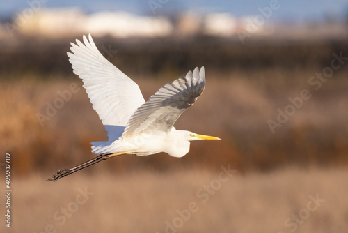 Great egret, Ardea alba, in fly