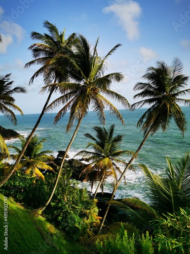 Palm trees or coconut trees on the beach in Toco  Trinidad
