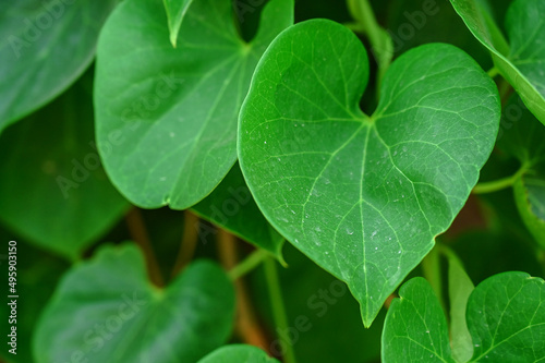 Closeup of giloy leaf, amrita, gudbel photo