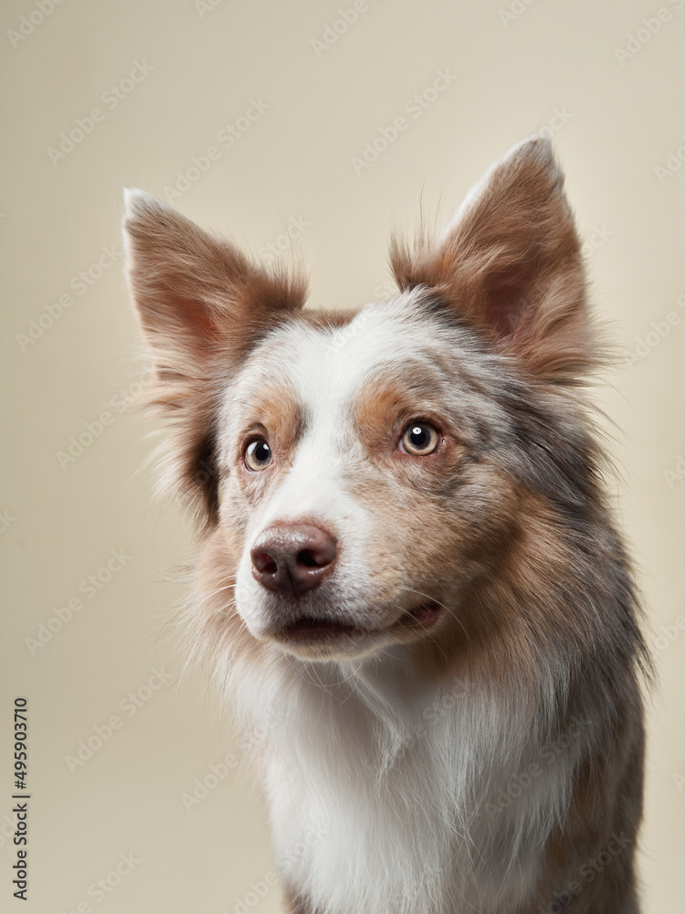 Border Collie dog on a beige background. Funny pet in the studio
