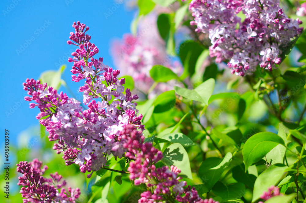 spring lilac violet flowers, abstract soft floral background. spring lilac violet flowers, abstract soft floral background.