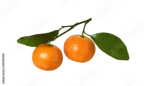 Twig with tangerines and gr...