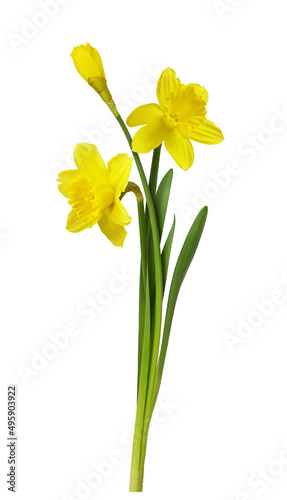 Three yellow narcissus flow...