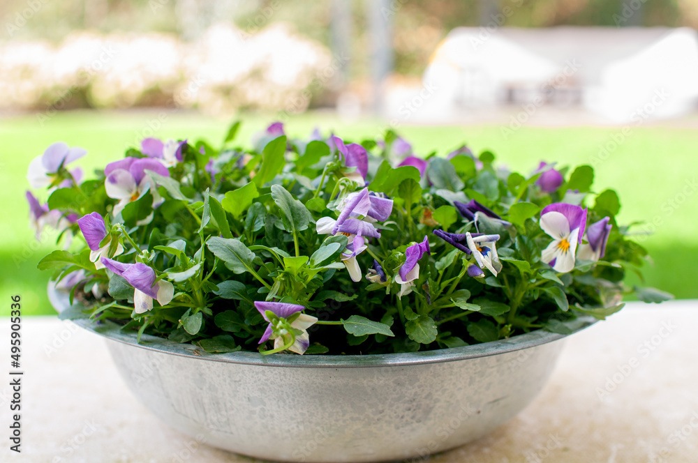 garden flowers pansies multicolored in a pot