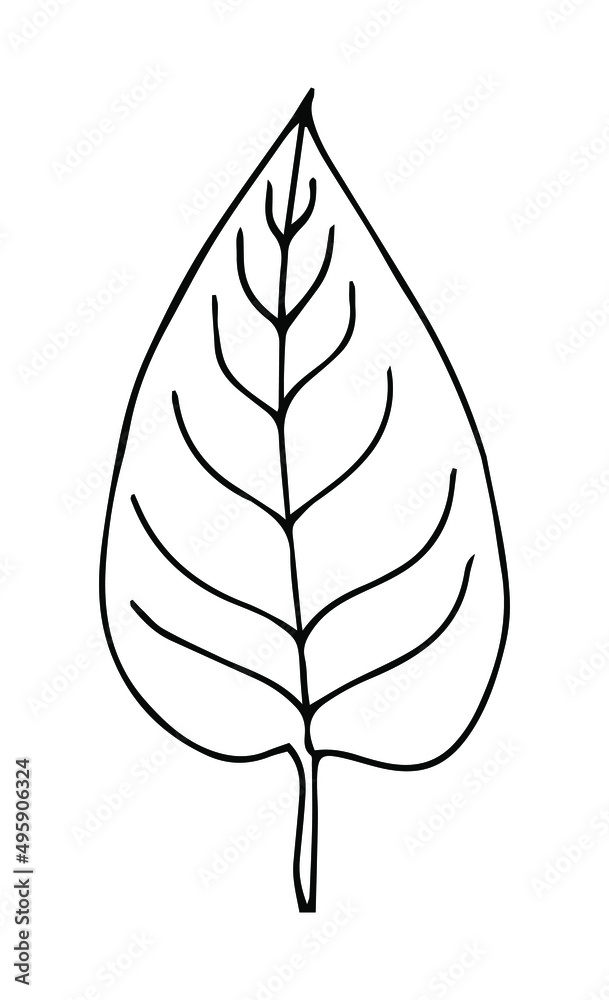 Simple hand drawn doodles. tropical leaves silhouette vector. Hand drawn silhouette palm leaf icon on white background. Cartoon sketch element: greenery Arecaceae, Palmae Palm Leave Simple hand drawn doodles. tropical leaves silhouette vector. Hand drawn silhouette palm leaf icon on white background. Cartoon sketch element: greenery Arecaceae, Palmae Palm Leave