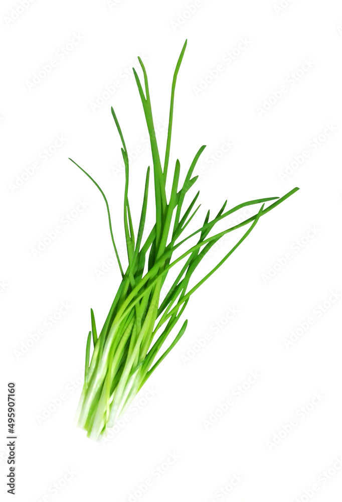 Fototapeta premium Bunch of green onions isolated on white background