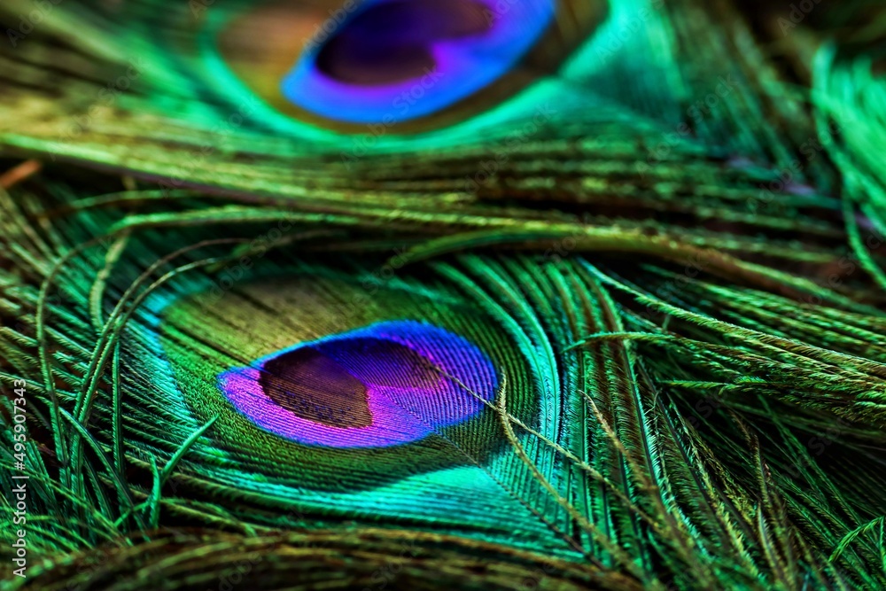 Naklejka premium Beautiful shiny, bright, peacock feather closeup. Peacock feather isolated.