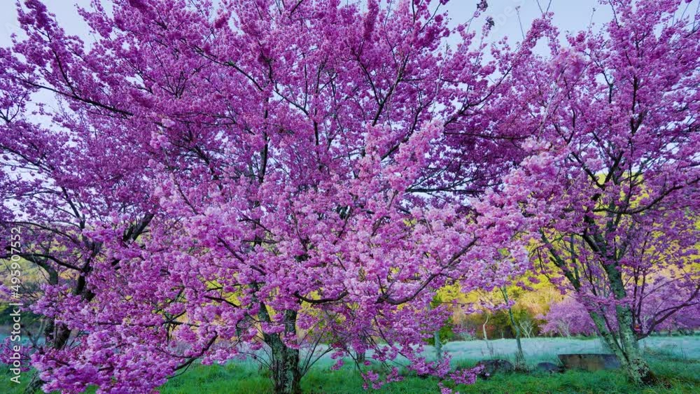 Beautiful pink cherry blooms (sakura tree) in the park. Cherry blossom season in Wuling Farm, Taichung City, Taiwan. 2022. Beautiful pink cherry blooms (sakura tree) in the park. Cherry blossom season in Wuling Farm, Taichung City, Taiwan. 2022.