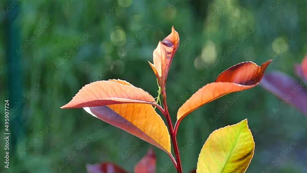 Stick insect on a branch carried by the wind/Phasme sur une branche portée par le vent