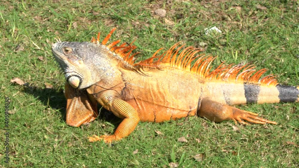 Close up of a giant orange iguanas standing in front of the camera, walking free in the park in Mexico Close up of a giant orange iguanas standing in front of the camera, walking free in the park in Mexico