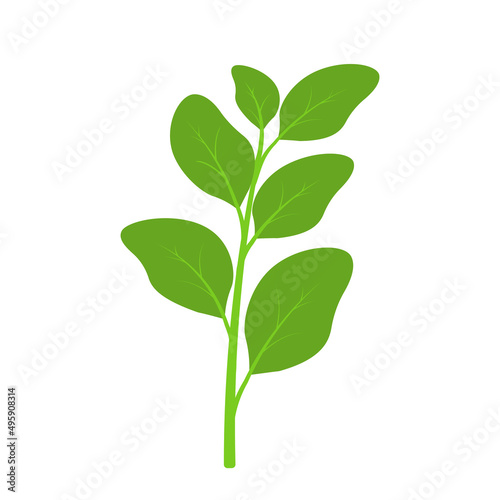 Flat spinach hand drawn vector clip art for animated vegetable leaf illustration herbs