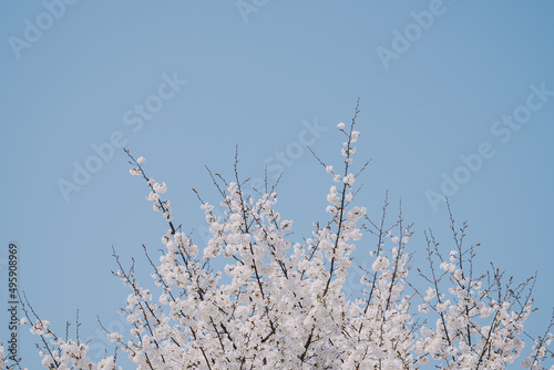 Photography cherry blossom against spring sky