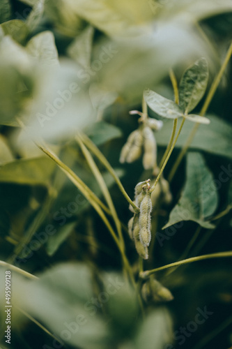 Soybean plantation, macro details