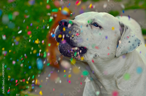 Dogo Argentino jugando con confeti