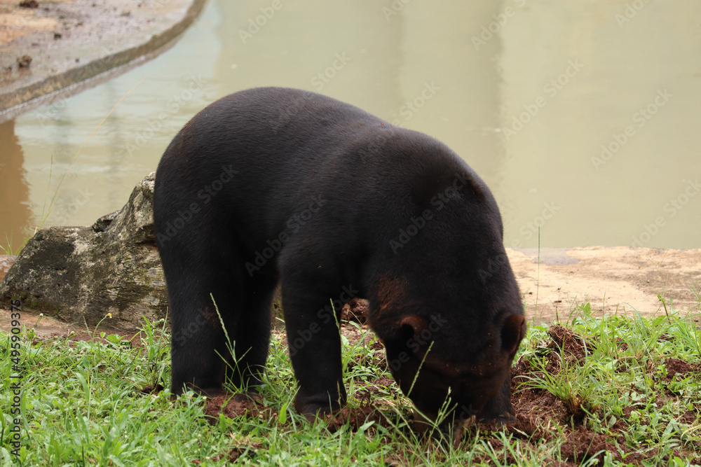 close up of black sun bear or Helarctos malayanus walking in the grass close up of black sun bear or Helarctos malayanus walking in the grass
