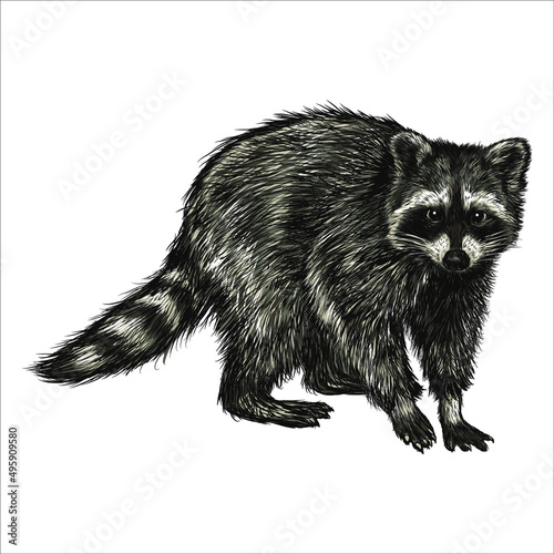Vintage Hand drawn raccoon. Retro realistic animal isolated. Black and white drawing mammal.