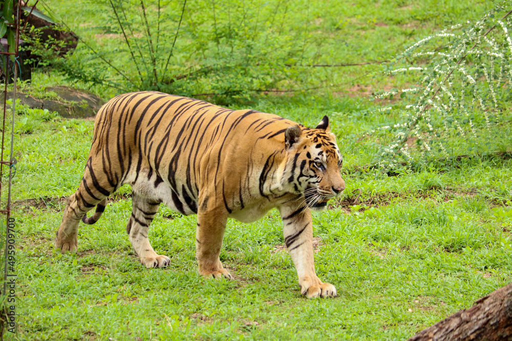 Obraz premium selective focus of Sumatran tiger or Panthera tigris sumatrae with black and orange stripes walking on green grass