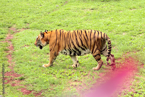 Fototapeta Naklejka Na Ścianę i Meble -  selective focus of Sumatran tiger or Panthera tigris sumatrae with black and orange stripes walking on green grass
