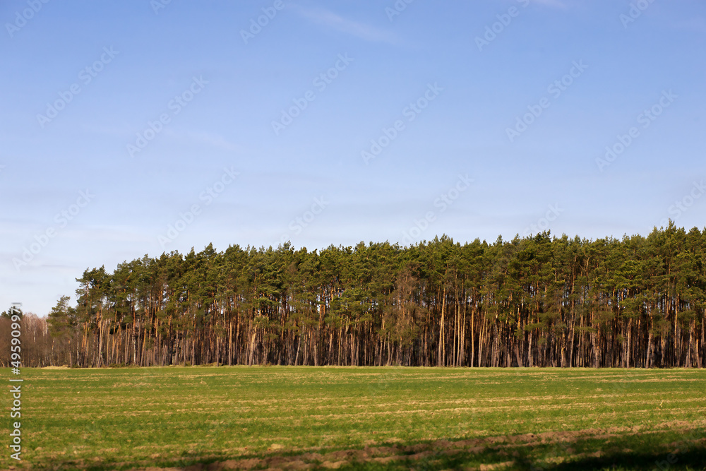 Fototapeta premium Beautiful tall spruce trees in an open clearing in the forest