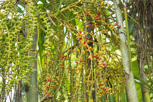 Photos Clusters of developing and ripe betel nuts (Areca catechu) hanging from the palm tree