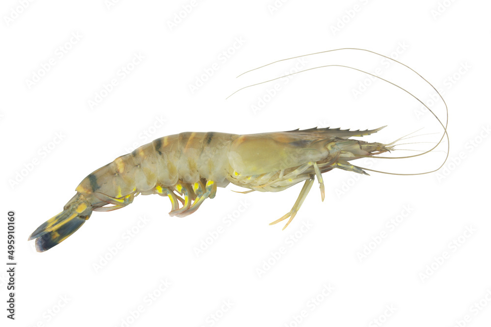 Tiger shrimp isolated on white background	