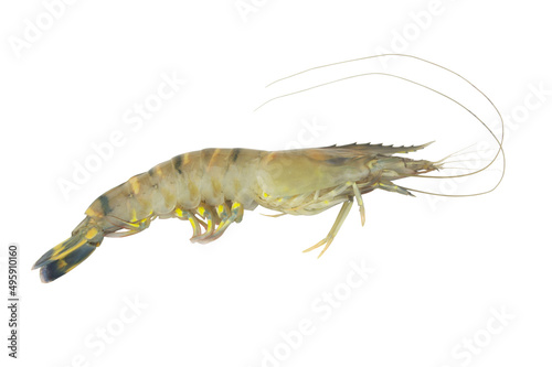 Tiger shrimp isolated on white background 
