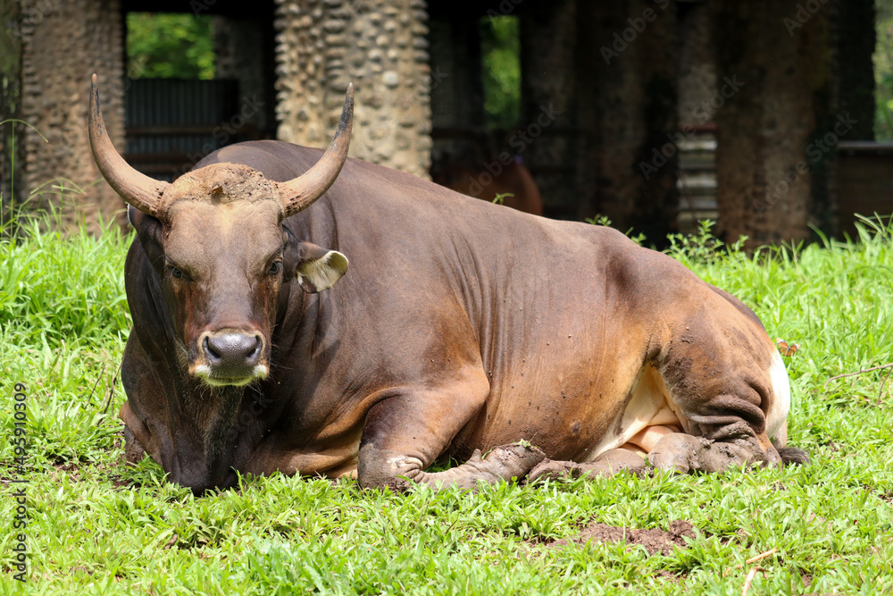 close up of a javanese bull or Bos javanicus with dark brown skin sitting on a fresh green meadow close up of a javanese bull or Bos javanicus with dark brown skin sitting on a fresh green meadow