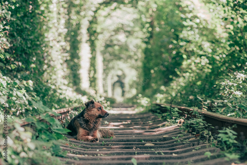 Obraz premium ウクライナの愛のトンネルで観光客を案内してくれるワンちゃん