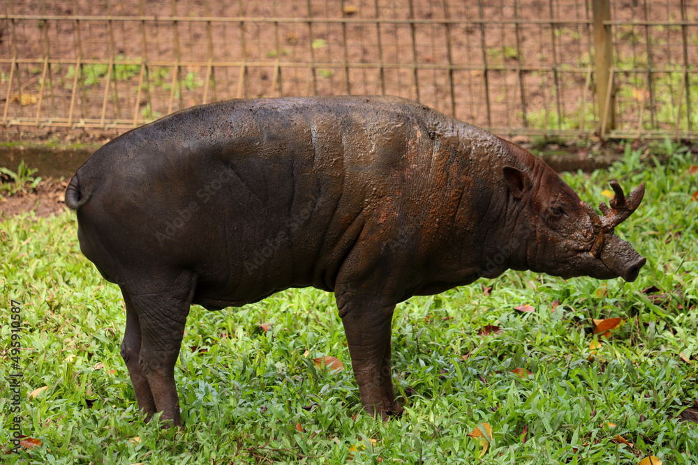 close up of babirusa or Babyrousa with brown body and fangs coming out close up of babirusa or Babyrousa with brown body and fangs coming out