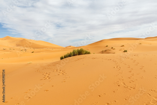Sand dunes in the Sahara desert. Footprints in the sand and green bushes.