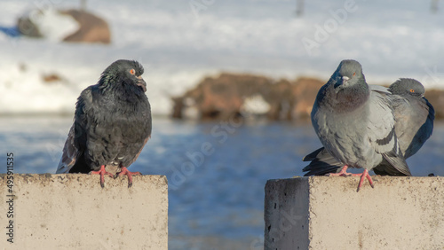 Beautiful pigeons sit on the concrete fence of the river embankment in winter. Sunny day.